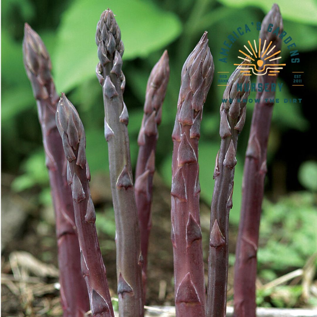 Asparagus (Edible) Plant