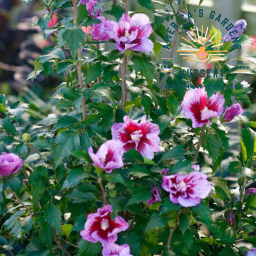 Purple Pillar Hardy Hibiscus (Rosemallow)