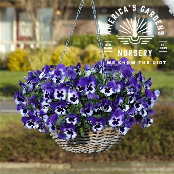 Top Wave Pansies