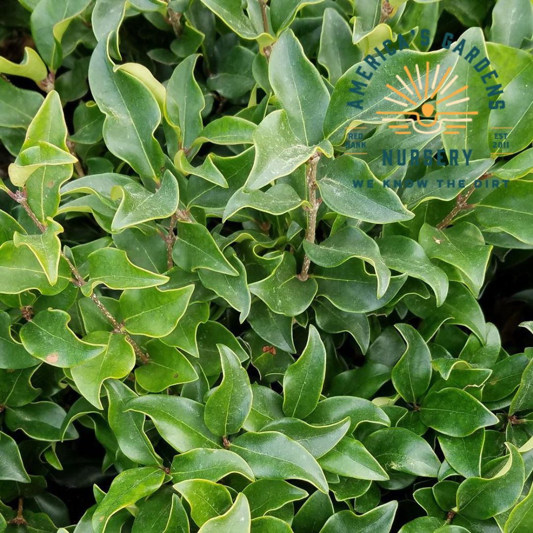 Recurved Leaf Ligustrum