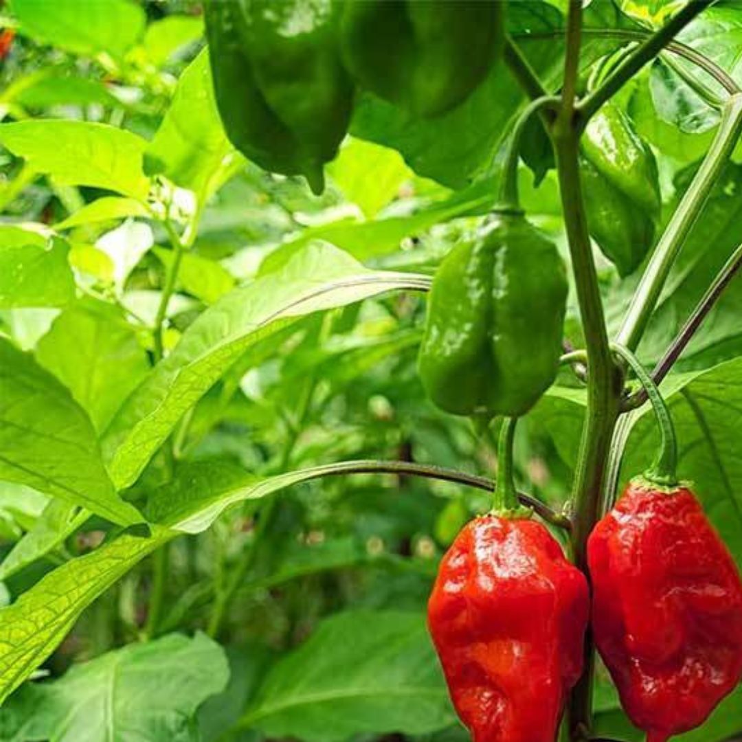 Ghost Pepper (Bhut Jolokia) Plants