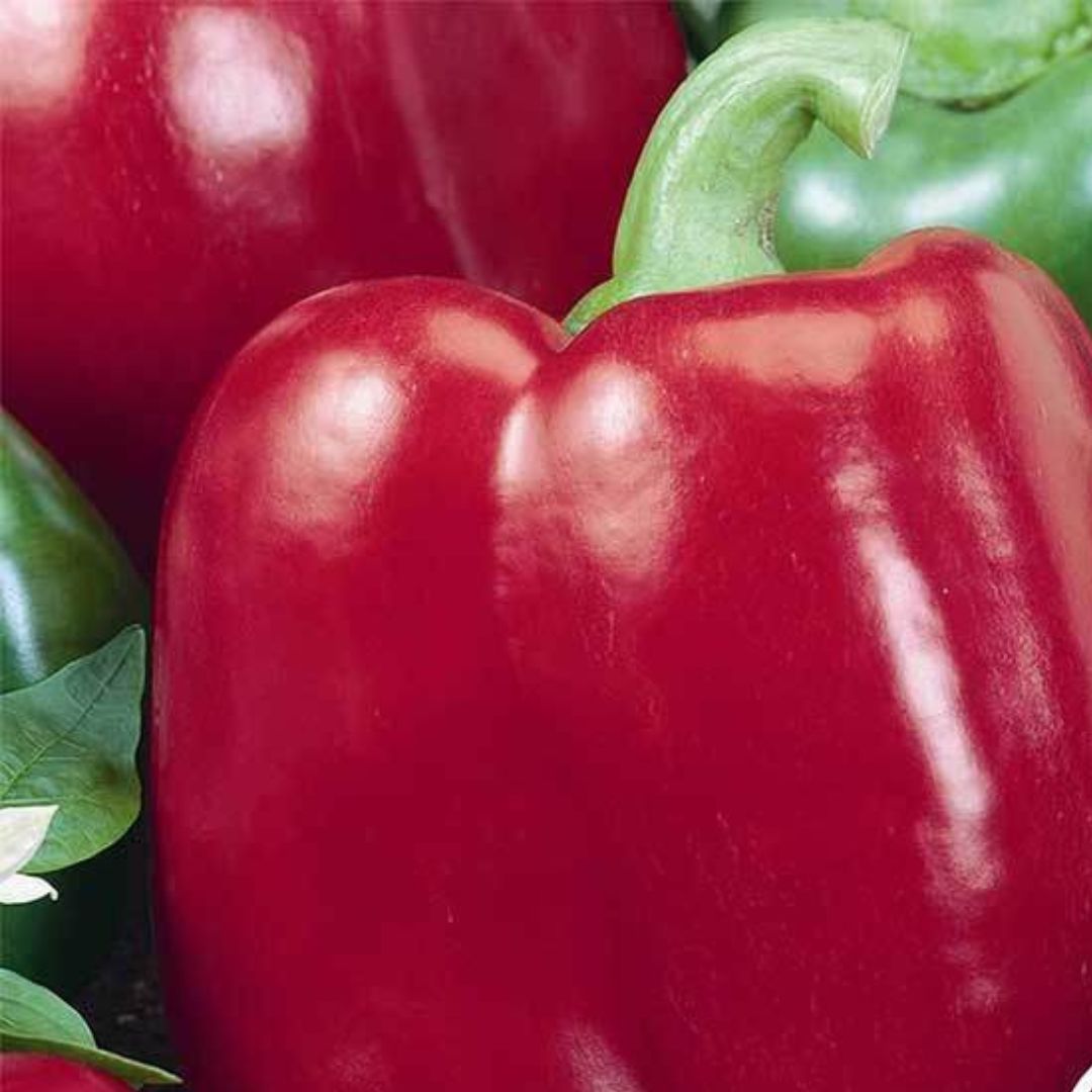 Red Bell Pepper Plant