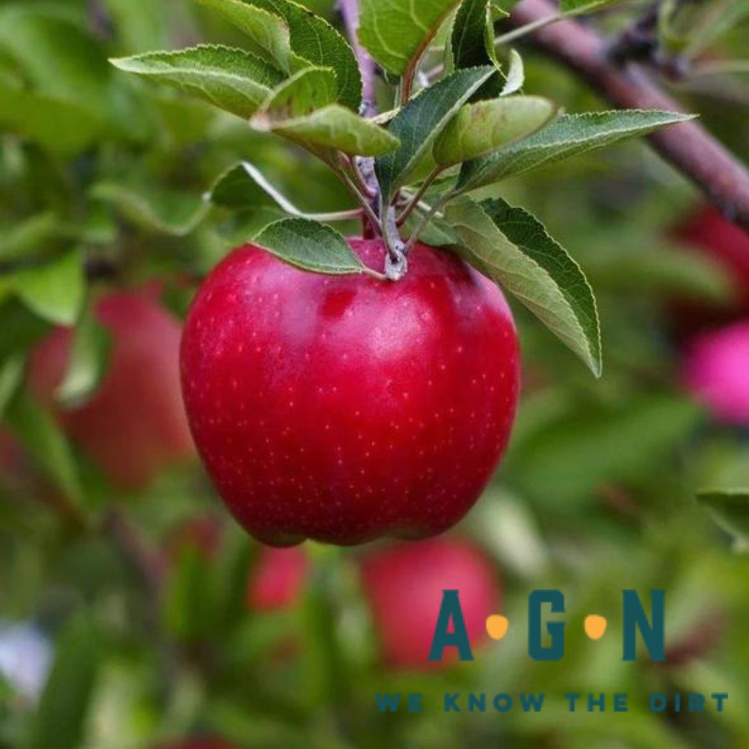 Red Delicious Apple Tree