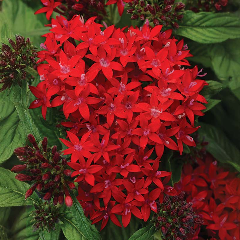 Lucky Star Penta Plants