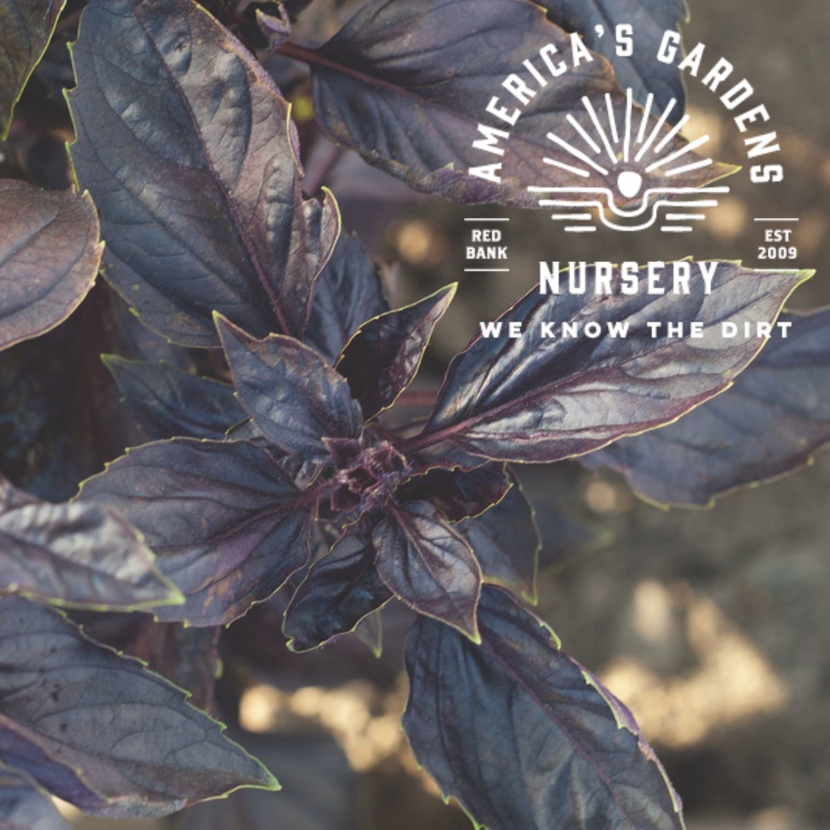 Red Rubin Basil Plant