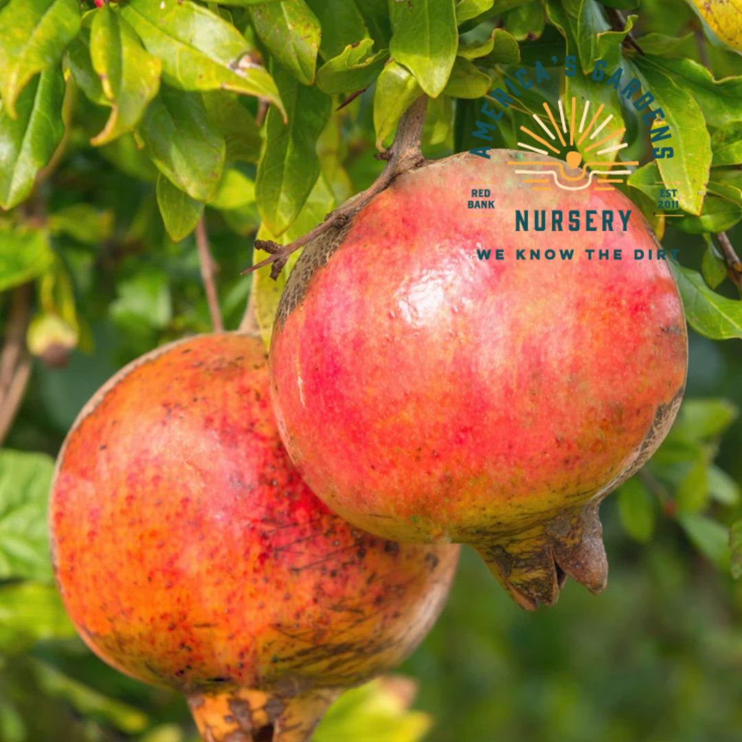 Russian Pomegranate Plant