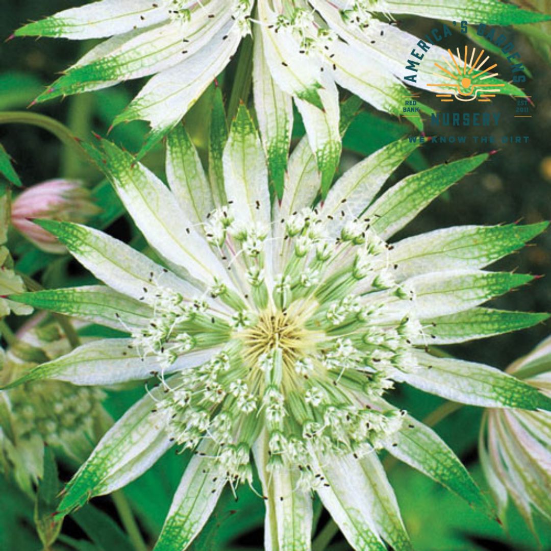 Shaggy Astrantia (Masterwort)