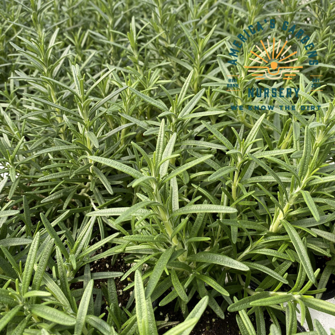 Salem (Roasting) Rosemary