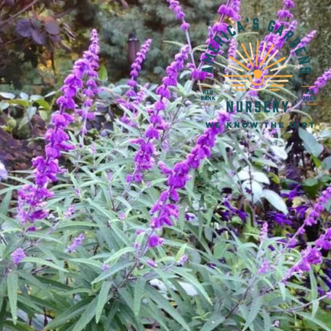 Santa Barbara Mexican Sage Bush