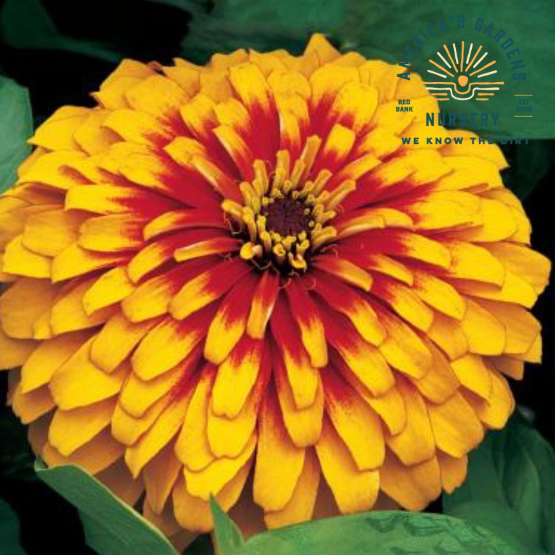 Swizzle Zinnia