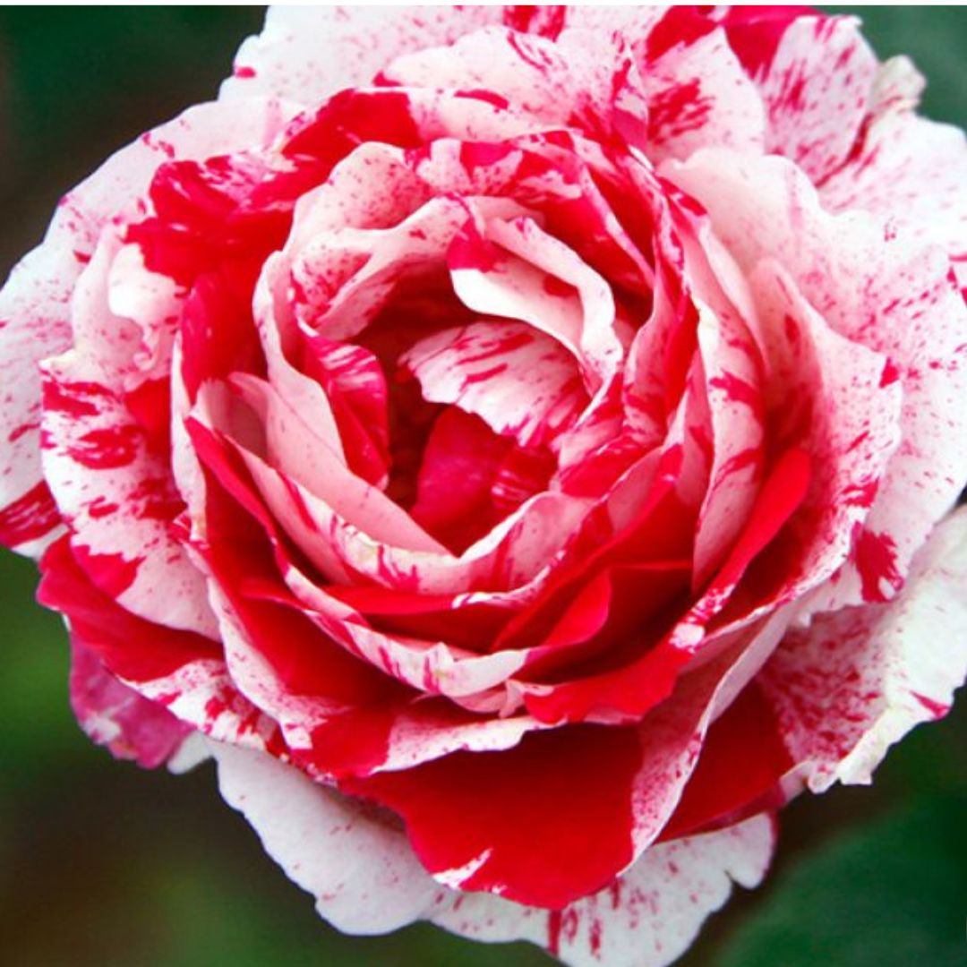 Sentimental Floribunda Rose Bush