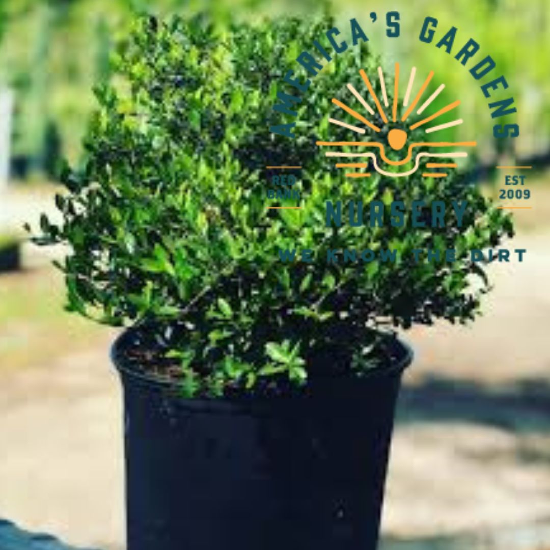 Shillings Dwarf Yaupon Holly