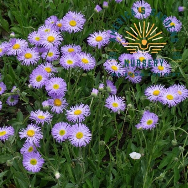 Showy Fleabane Daisy