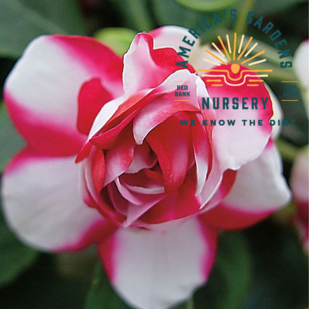 Double Silhouette Red Star Impatiens