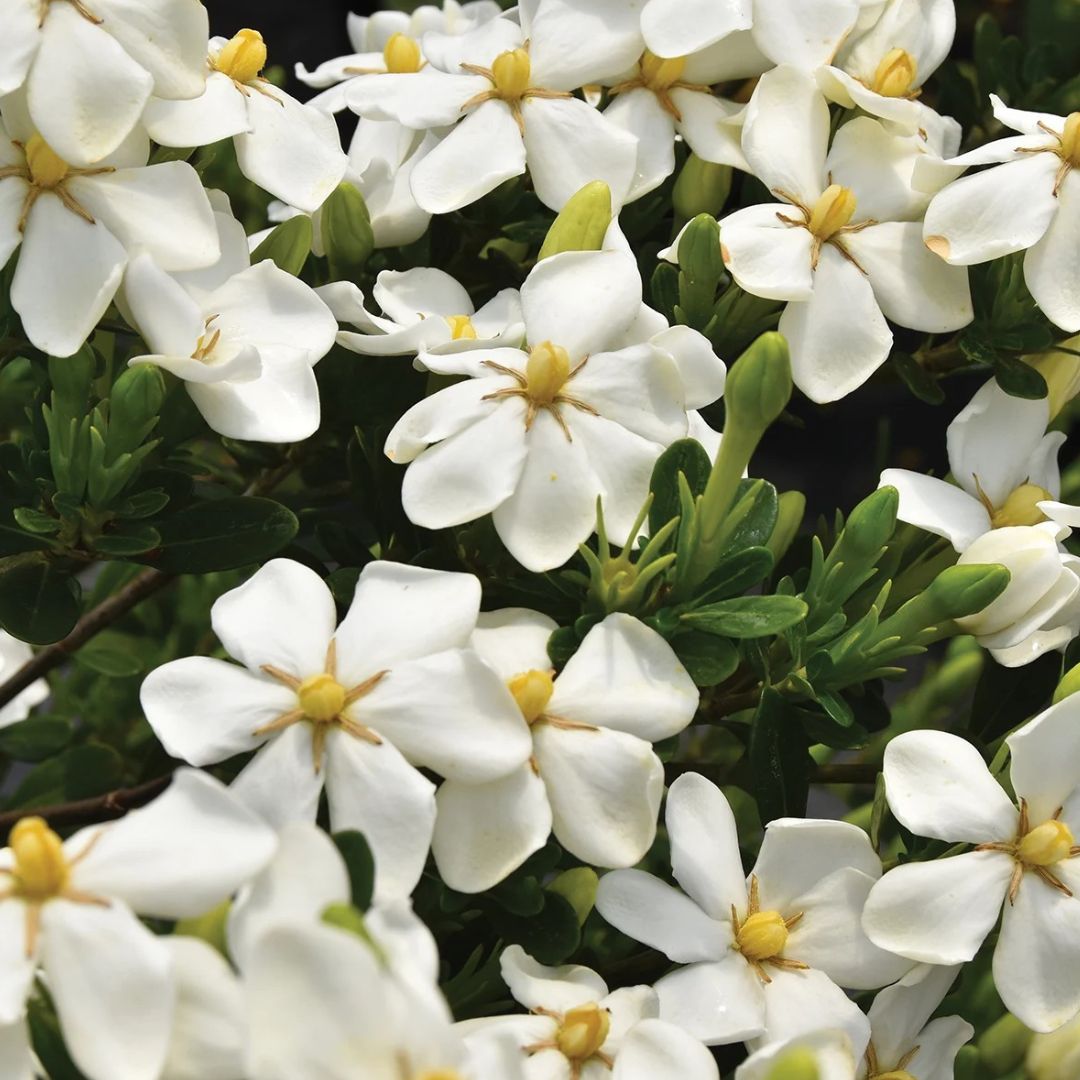 Snow Girl Gardenia