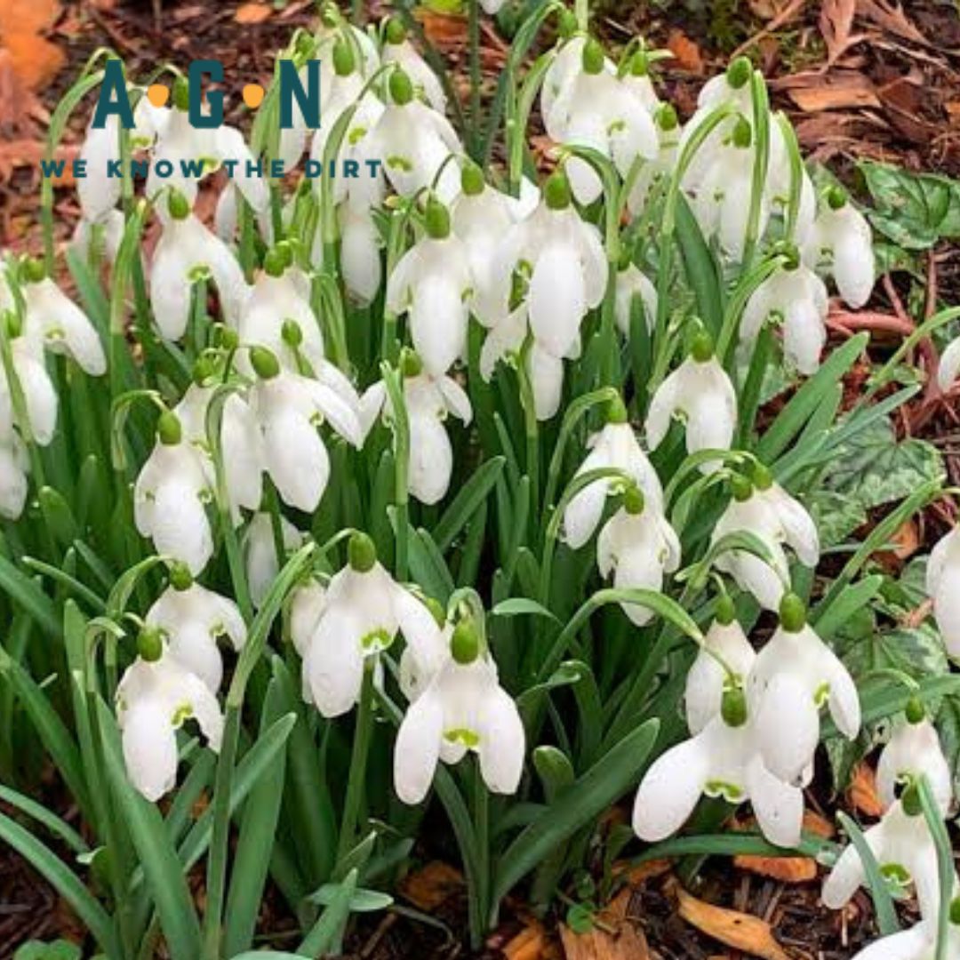 Snowdrops Plant
