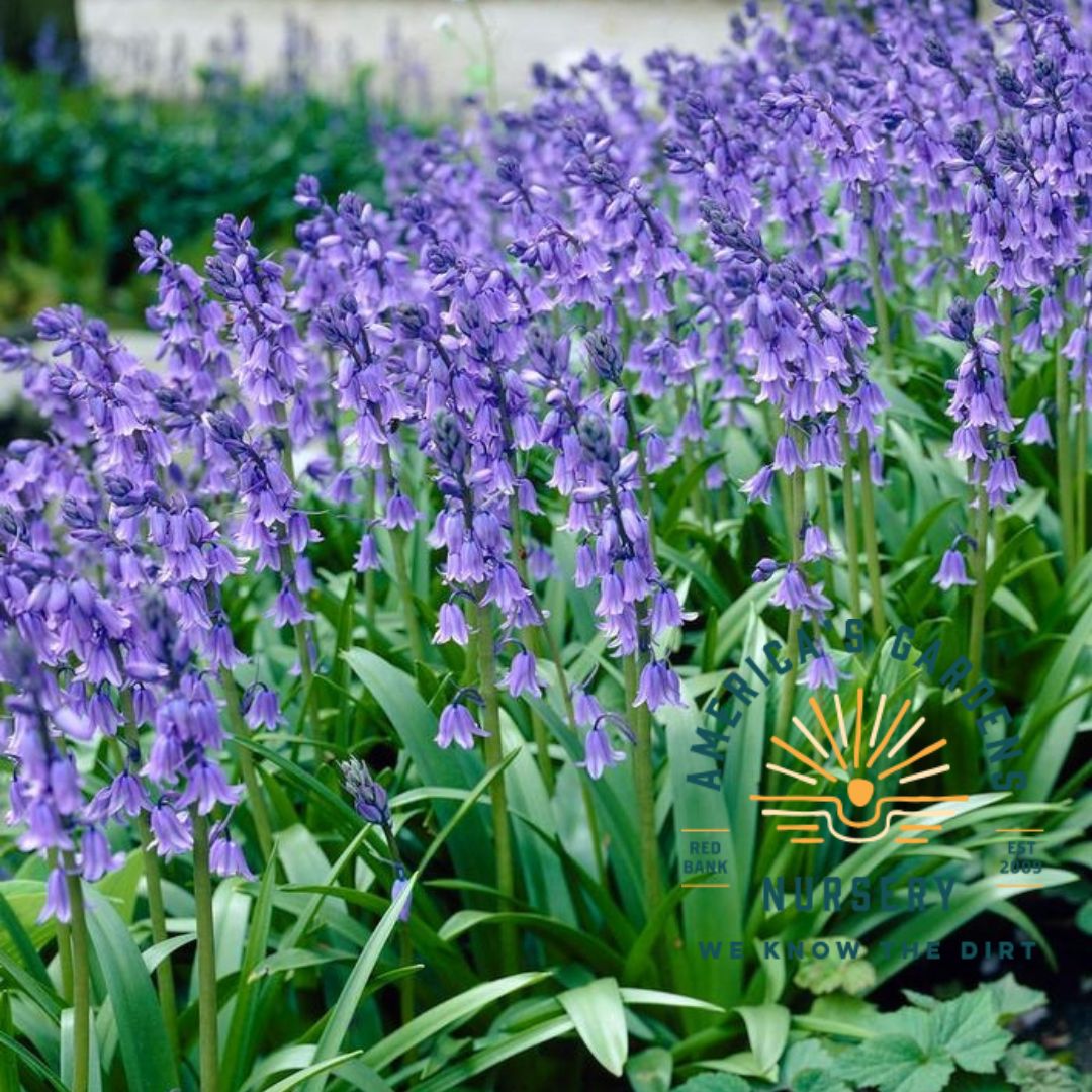 Spanish Bluebells