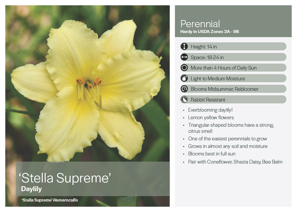 Assorted Daylilies