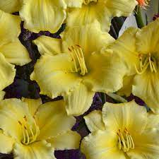 Assorted Daylilies