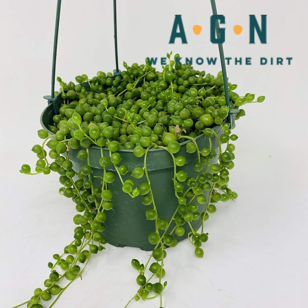 String of Pearls