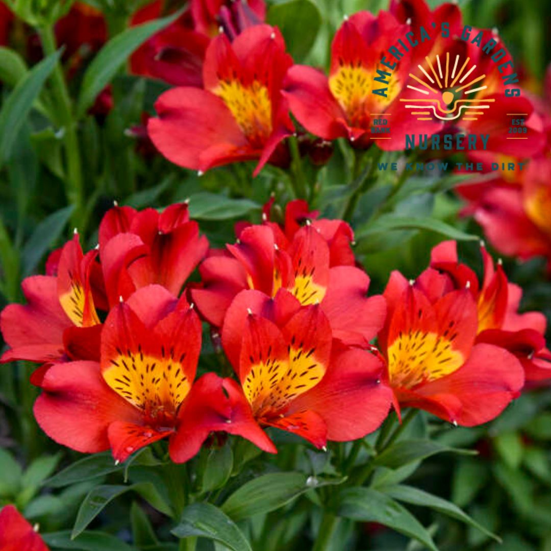 Summer Heat Peruvian Lily