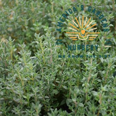 Summer Thyme Herb