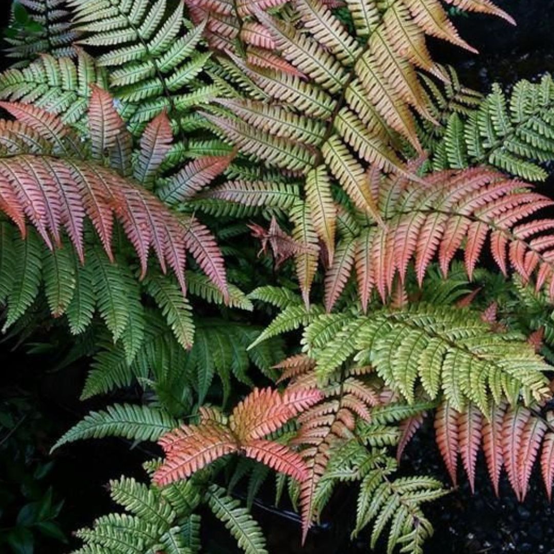 Sunset Fern