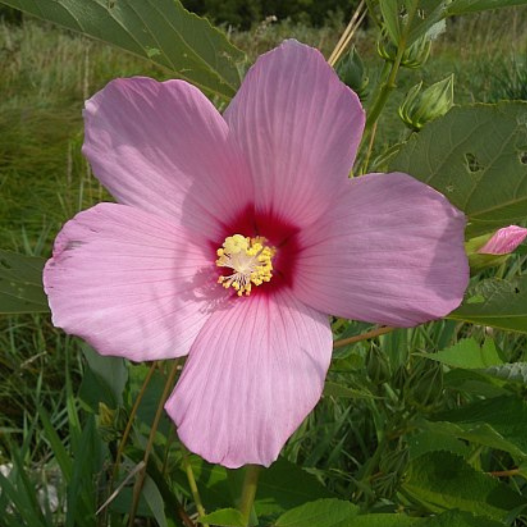 Swamp Rose Mallow (Native)