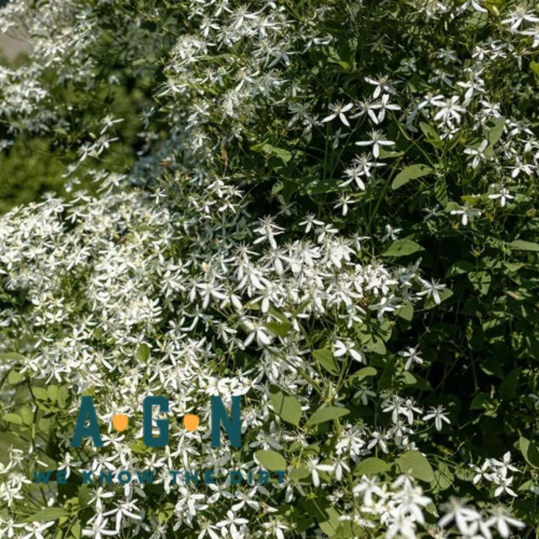 Sweet Autumn Clematis