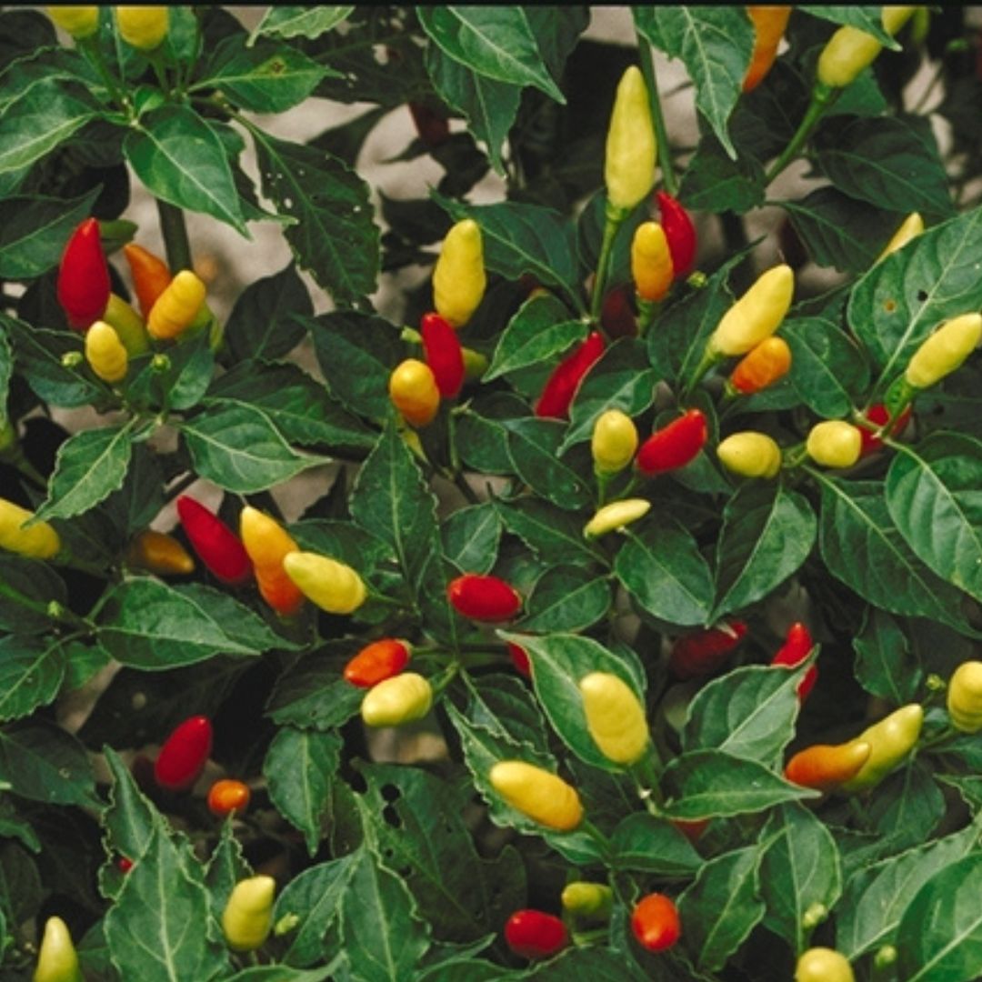 Tabasco Pepper Plant