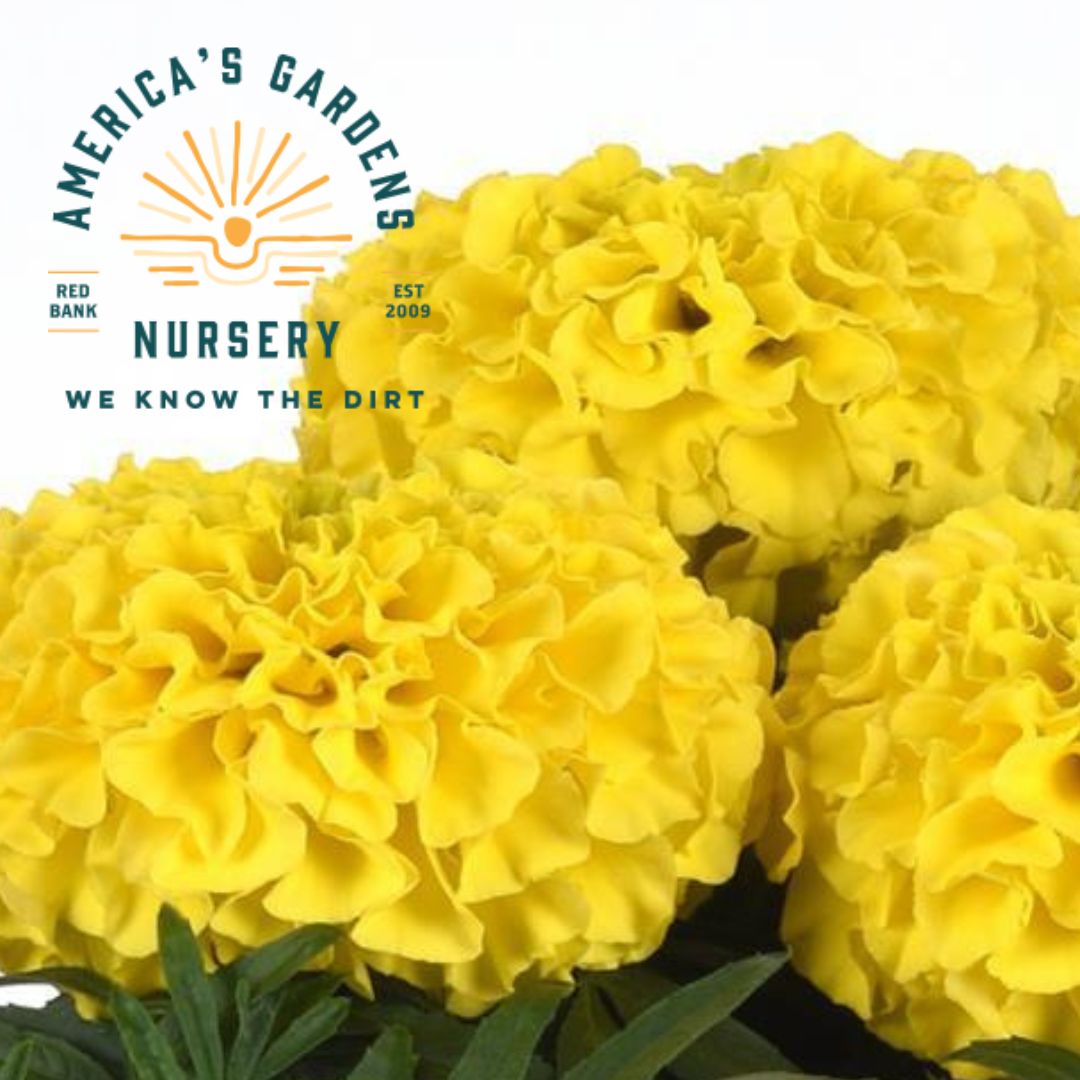 Taishan Yellow African Marigold