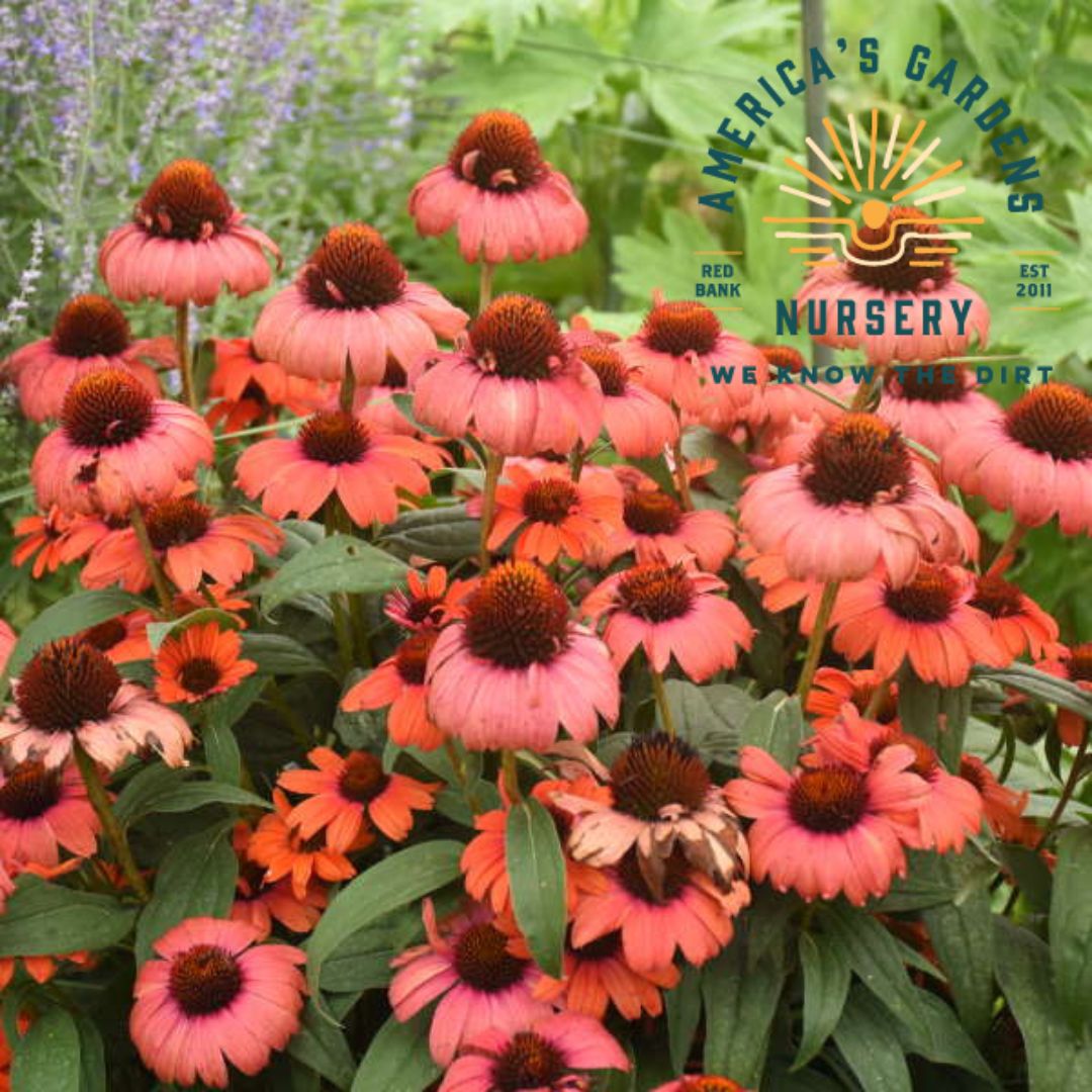 Tanager Echinacea (Cone Flower)