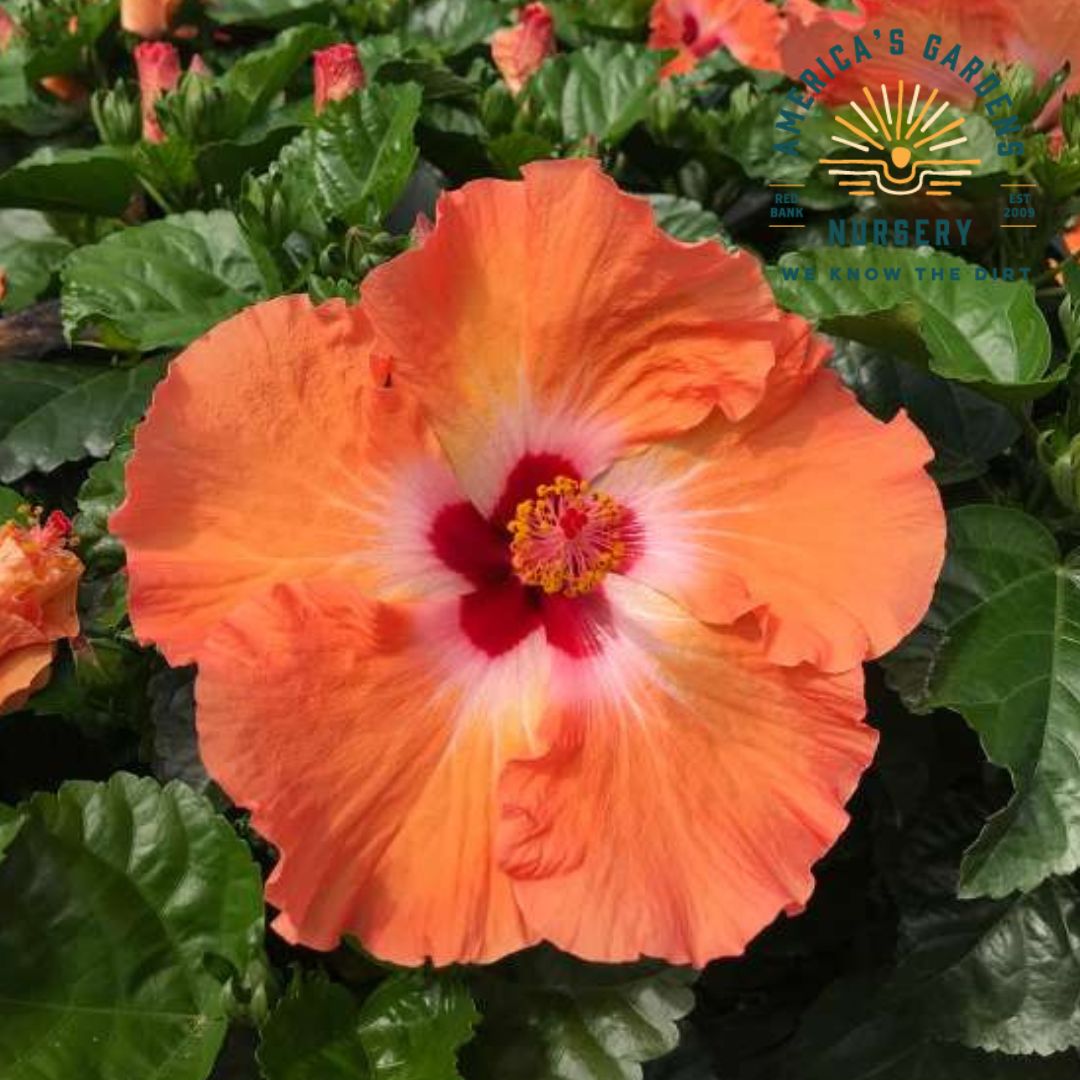 Flowering Tropical Hibiscus Bush Assorted