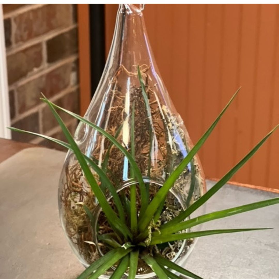 Hanging Airplant Globes