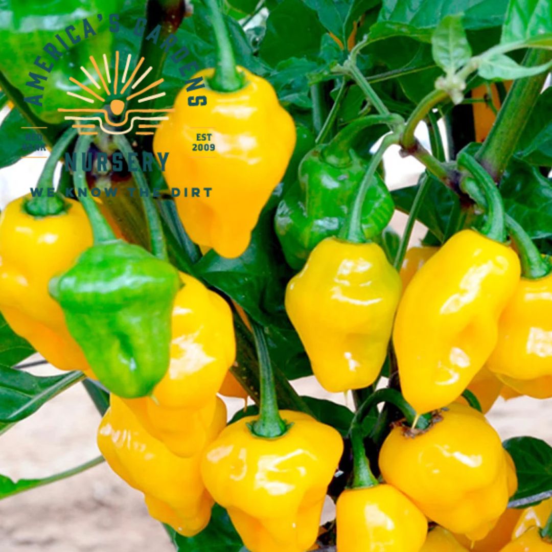 Trinadad Perfume Pepper Plant