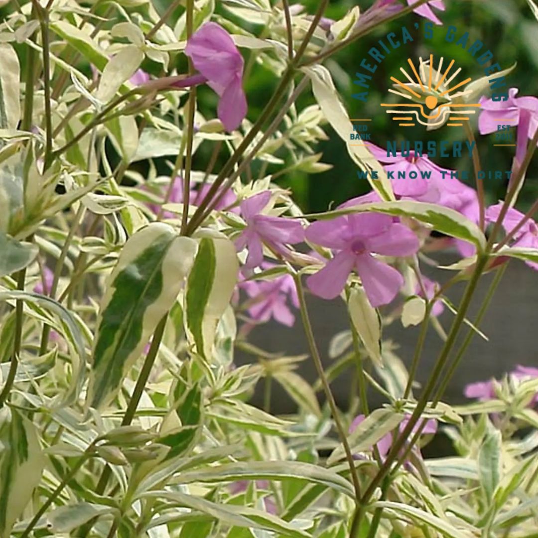 Triple Play Tall Phlox