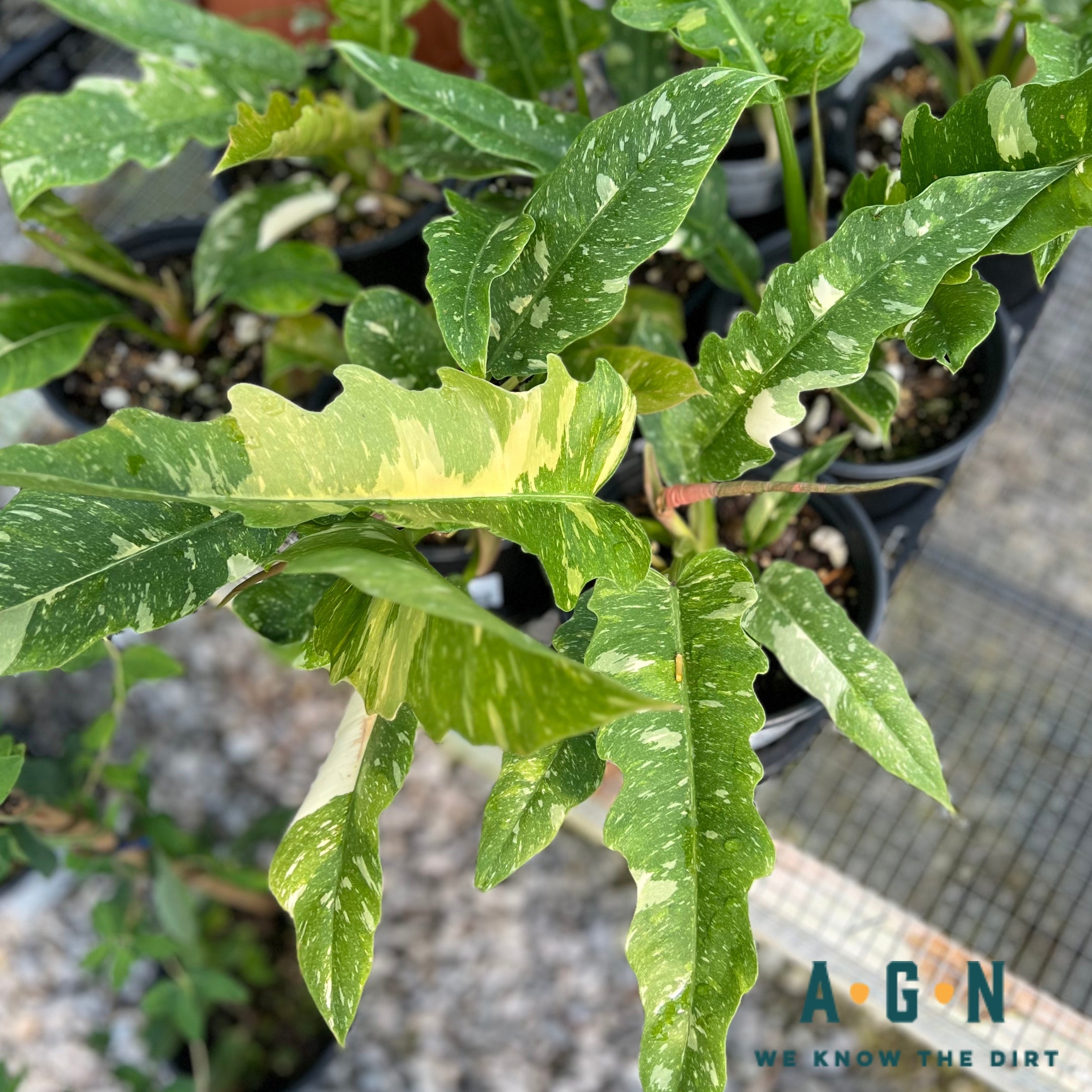 Philodendron 'Ring of Fire'