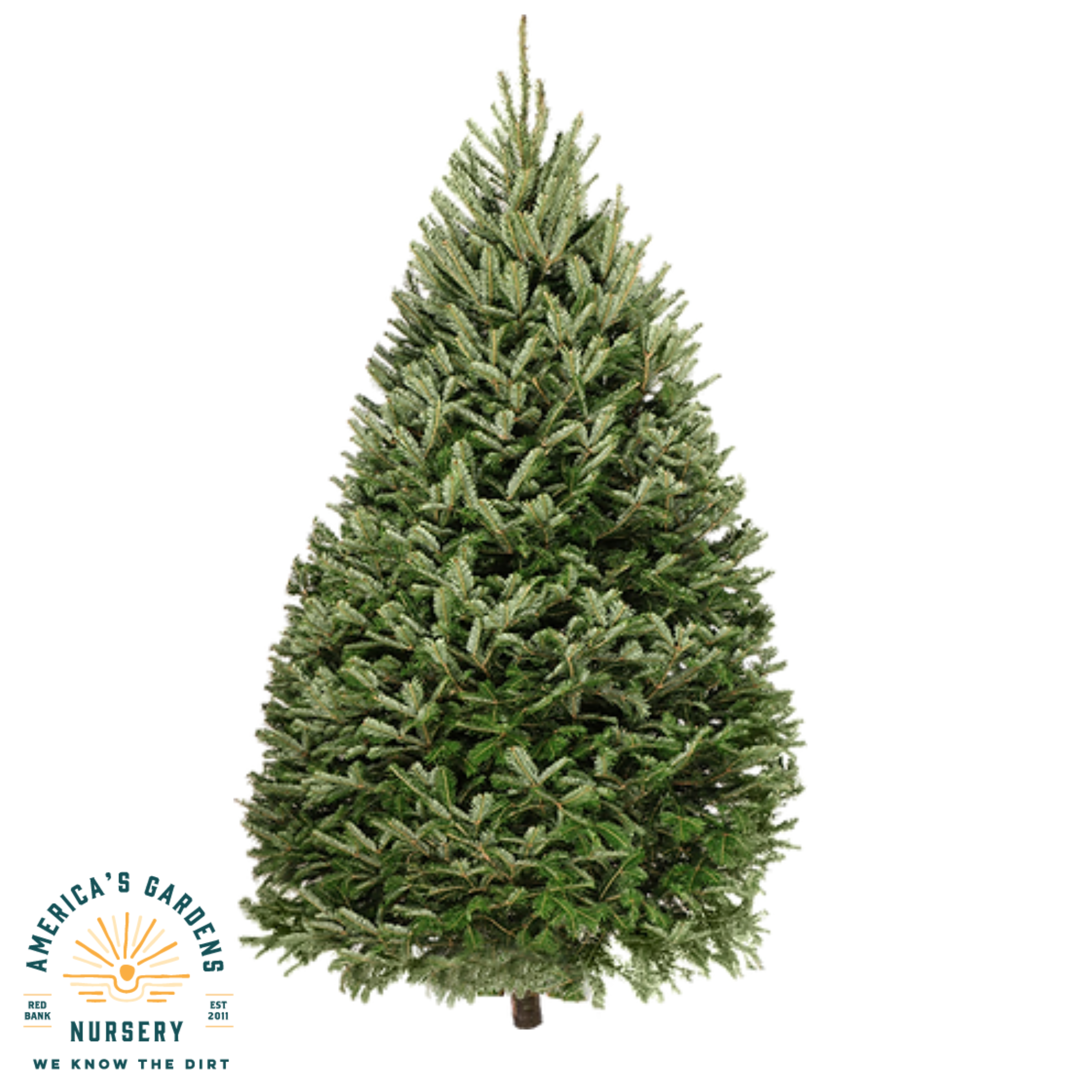 Christmas Trees