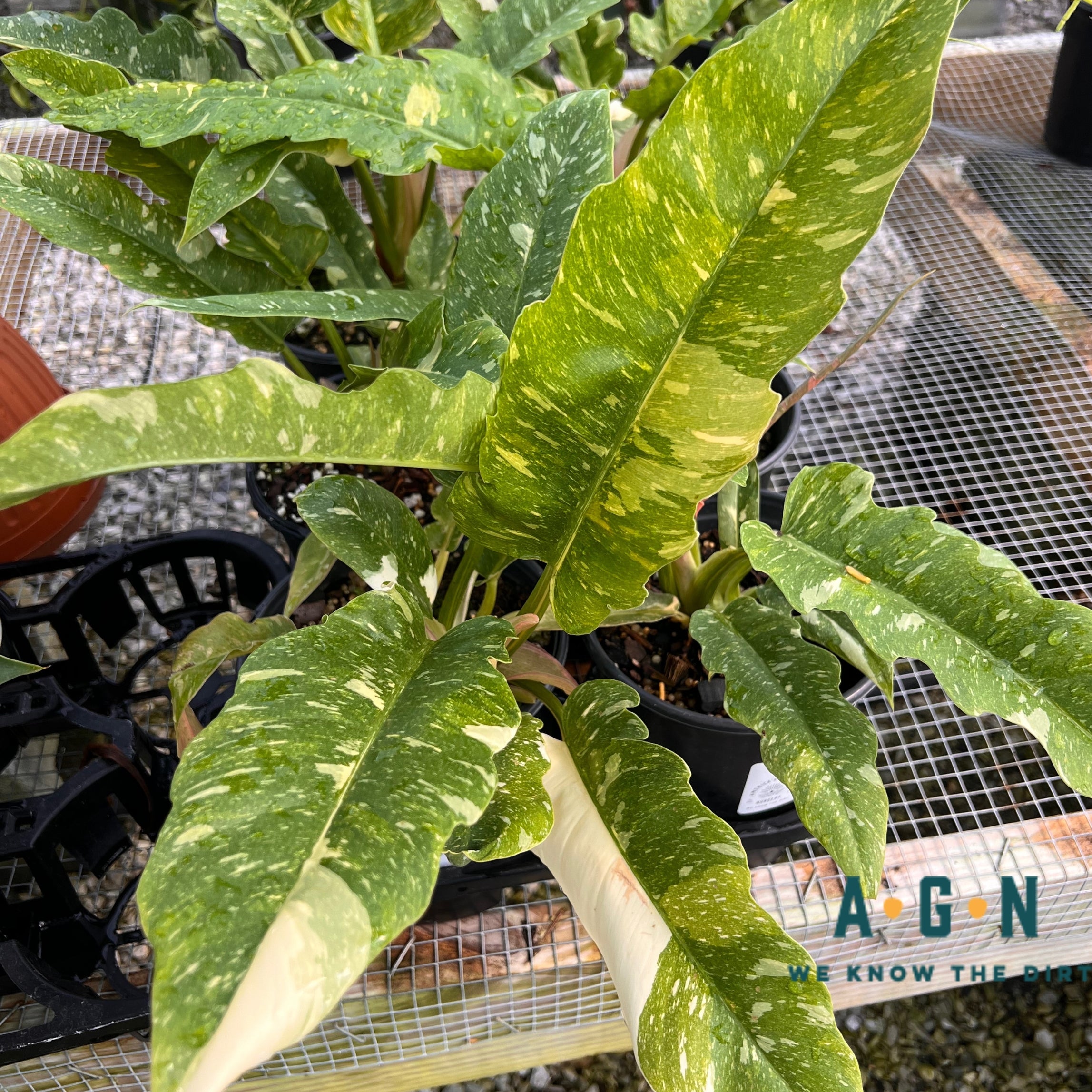 Philodendron 'Ring of Fire'