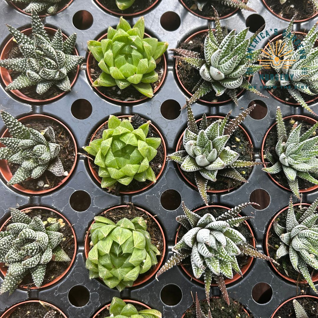 Haworthia Assorted