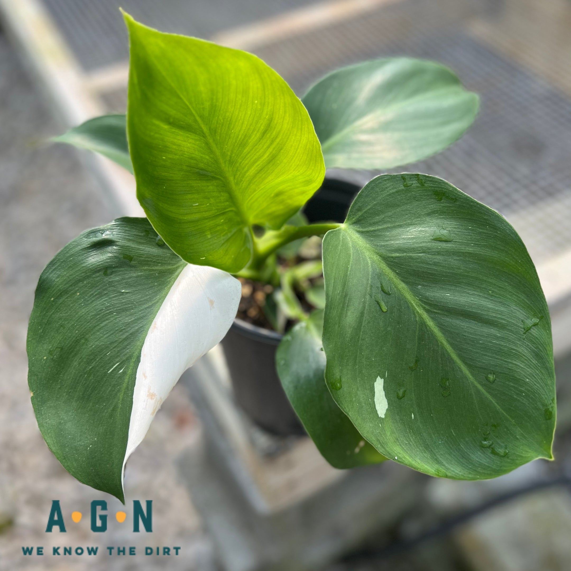 Philodendron 'White Wizard'