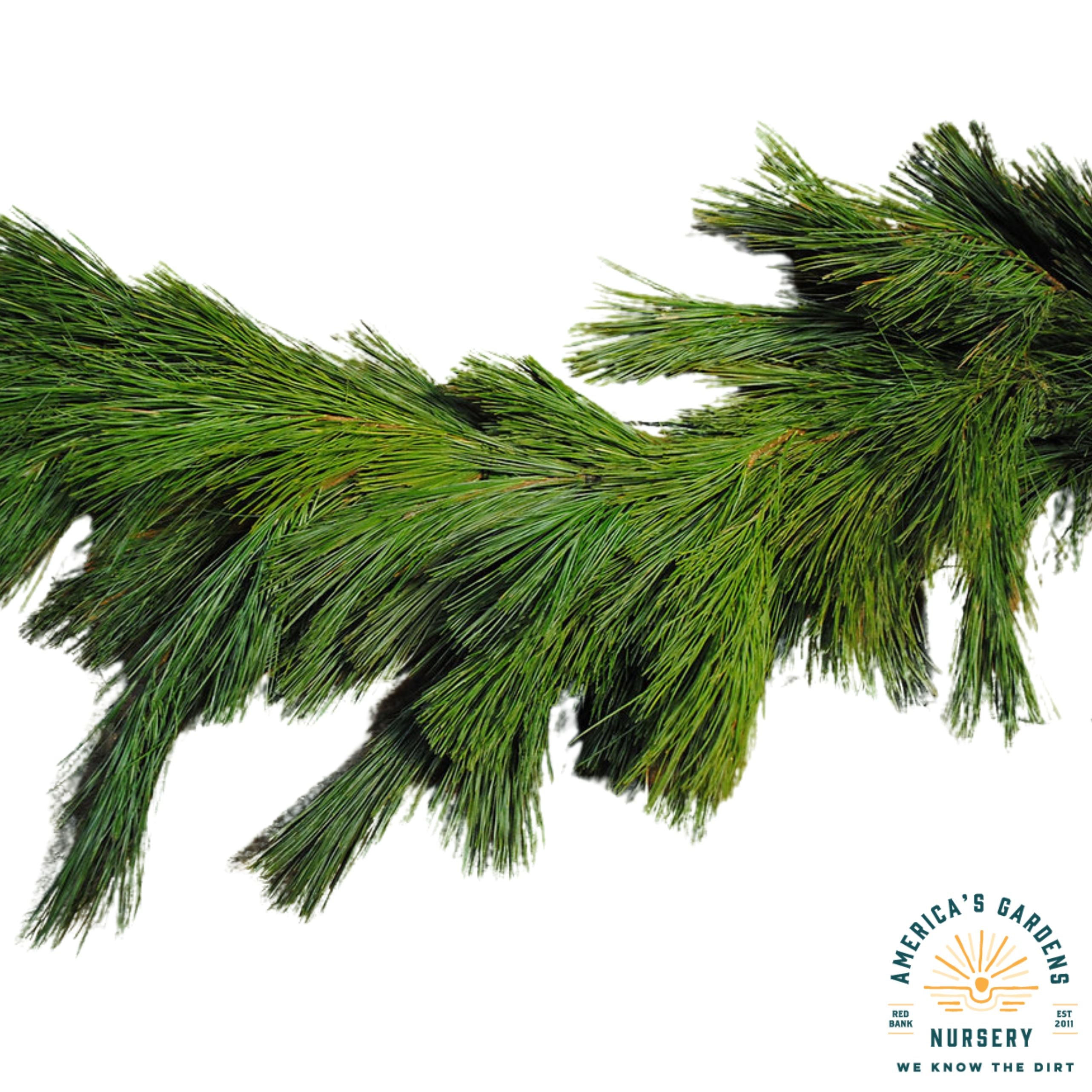 Live Garland