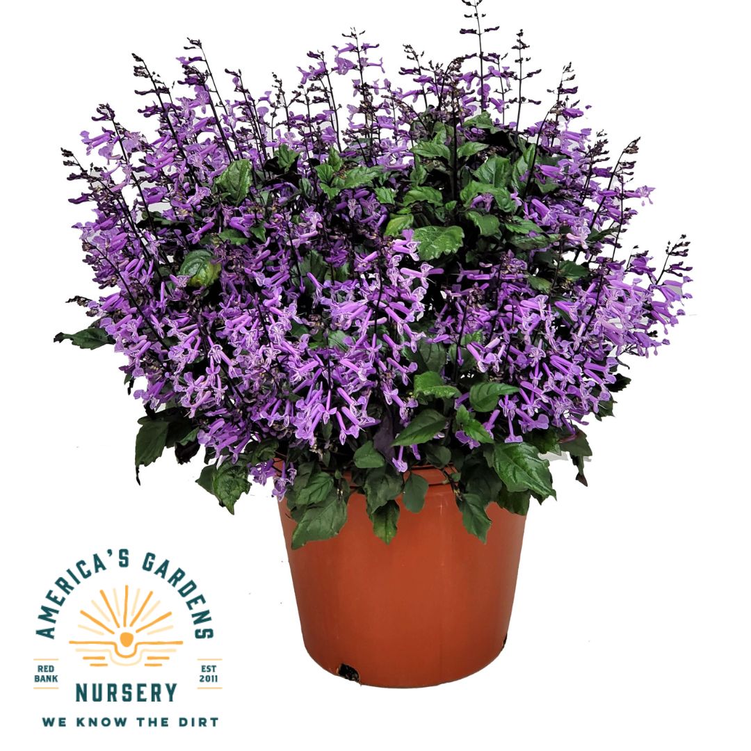 Mona Lavender