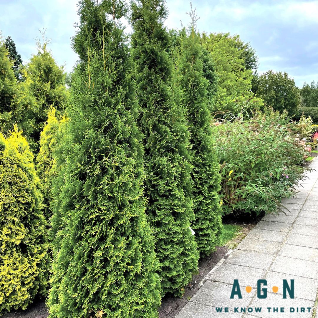 Private Jet Arborvitae