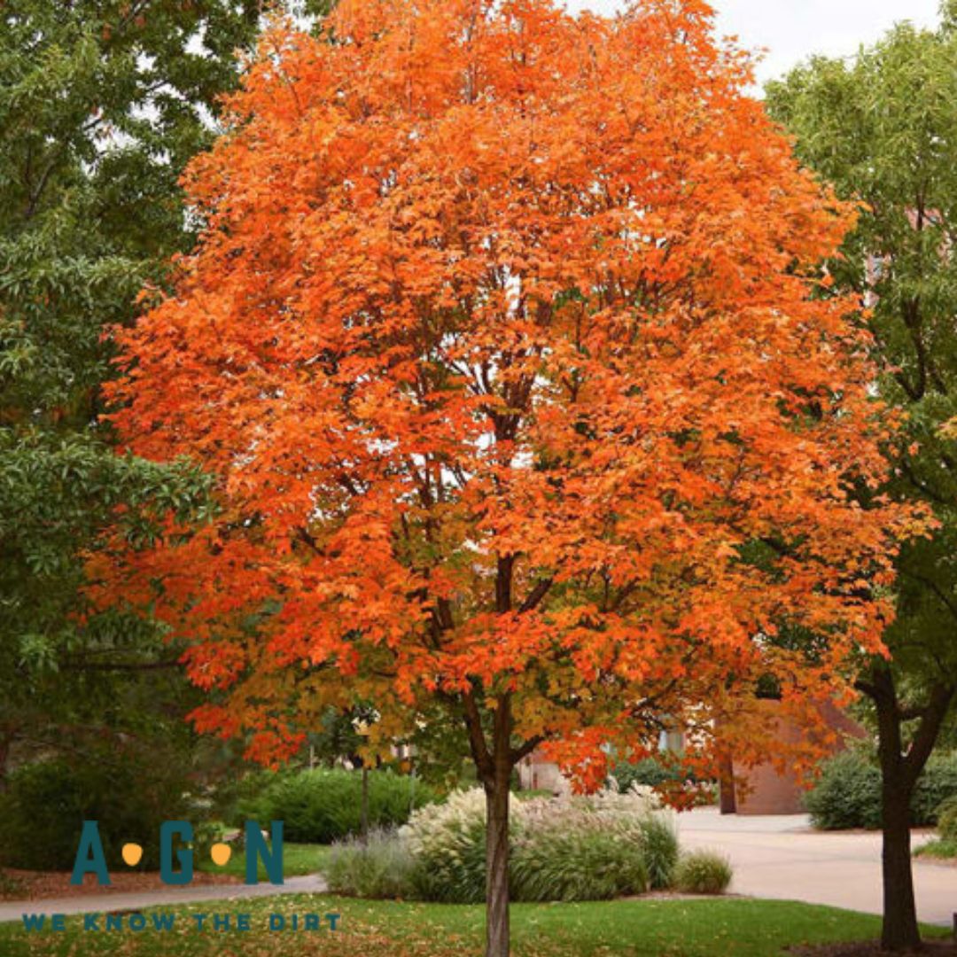 Sugar Maple Tree