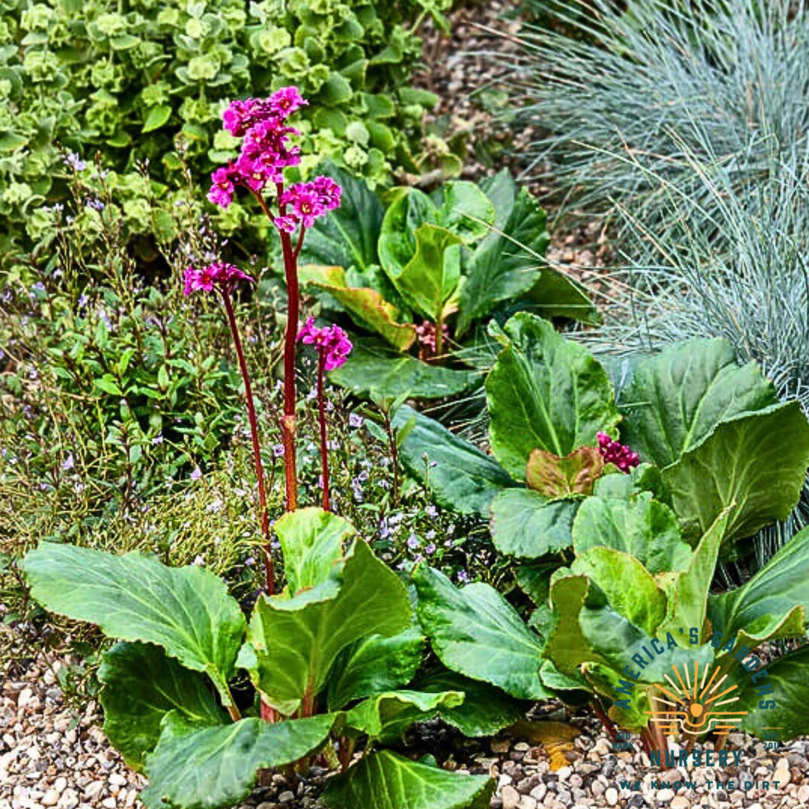 Shoeshine Rose, Bergenia