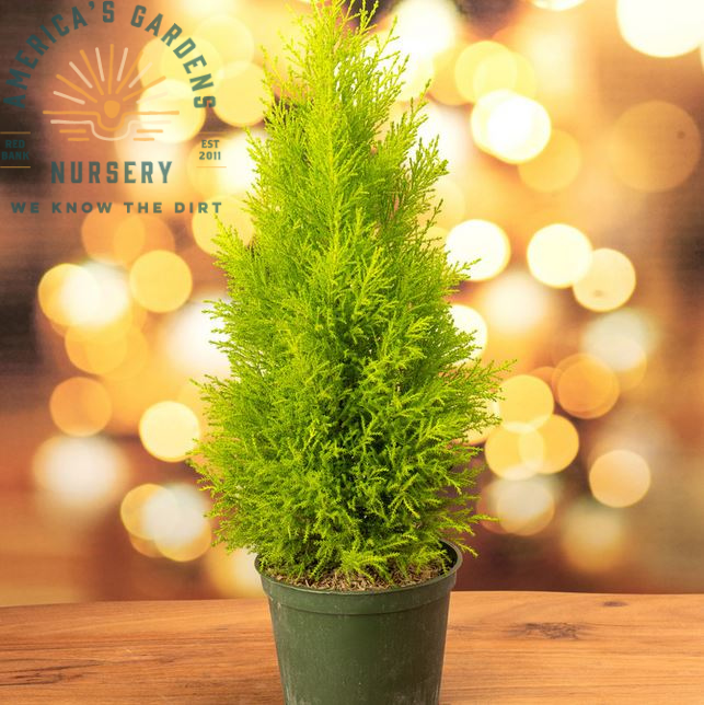 Holiday Lemon Cypress