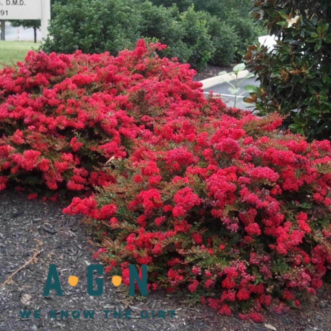 Weeping Sacramento Crepe Myrtle