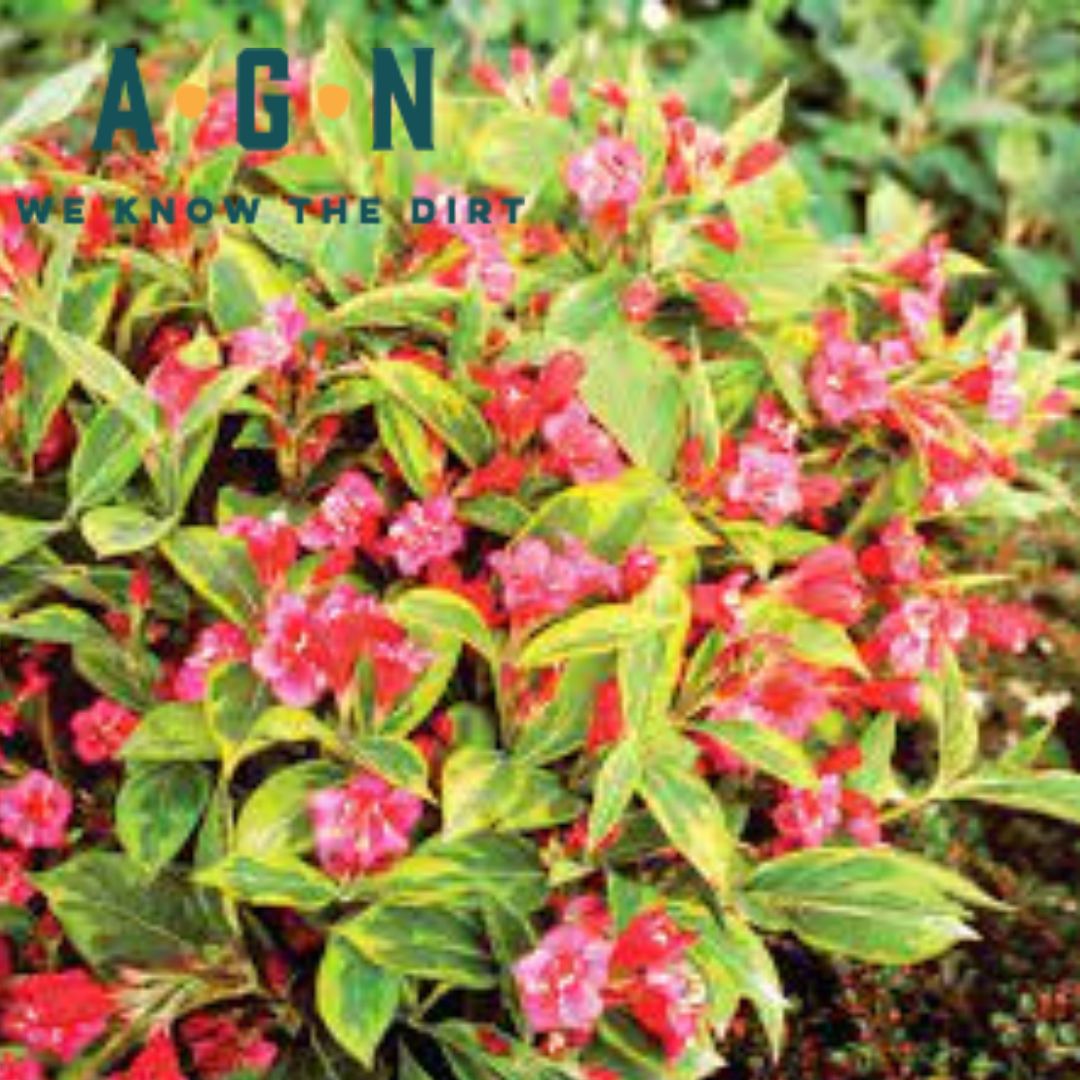 Weigela French Lace