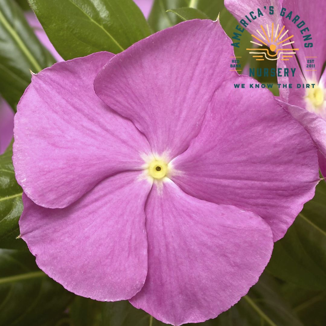Vinca Cora Cascade